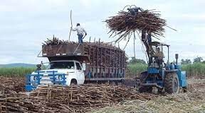 Productores en alerta: El futuro incierto del azúcar en Veracruz
